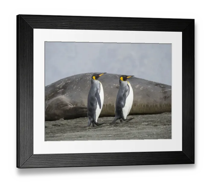 Framed Print : King Penguin (Aptenodytes patagonicus) on the island of South Georgia, rookery in St Framed Print : King Penguin (Aptenodytes patagonicus) on the island of South Georgia, rookery in St