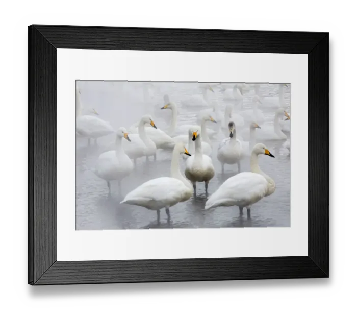 Framed Print : Whooper swans on frozen Lake Kussharo, Hokkaido