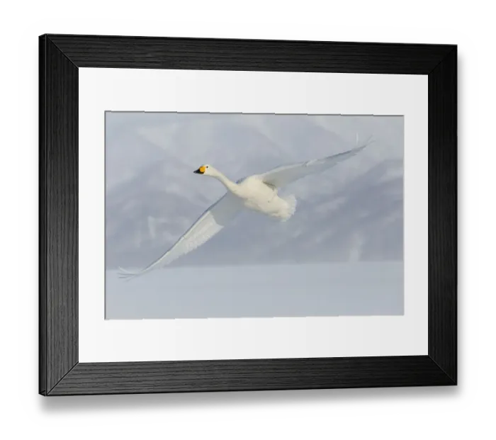 Framed Print : Whooper swans flying on frozen Lake Kussharo, Hokkaido Framed Print : Whooper swans flying on frozen Lake Kussharo, Hokkaido