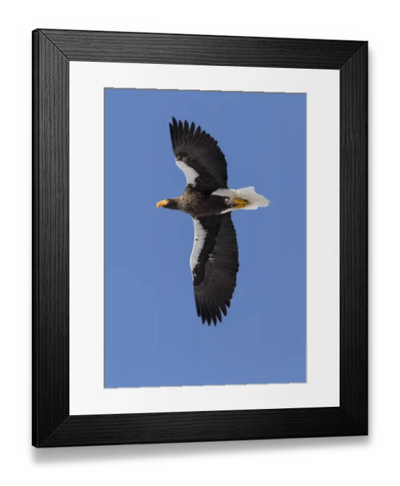 Framed Print : Stellers Fish Eagle flying. Wintering on the Shiretoko Peninsula, Hokkaido, Japan Framed Print : Stellers Fish Eagle flying. Wintering on the Shiretoko Peninsula, Hokkaido, Japan