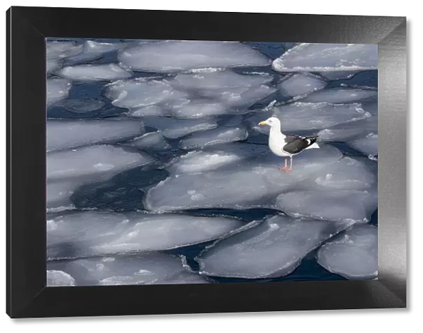 Seagull on Pancake Ice alon g Shiretoko Peninsula winter norther Hokkaido Island, Japan