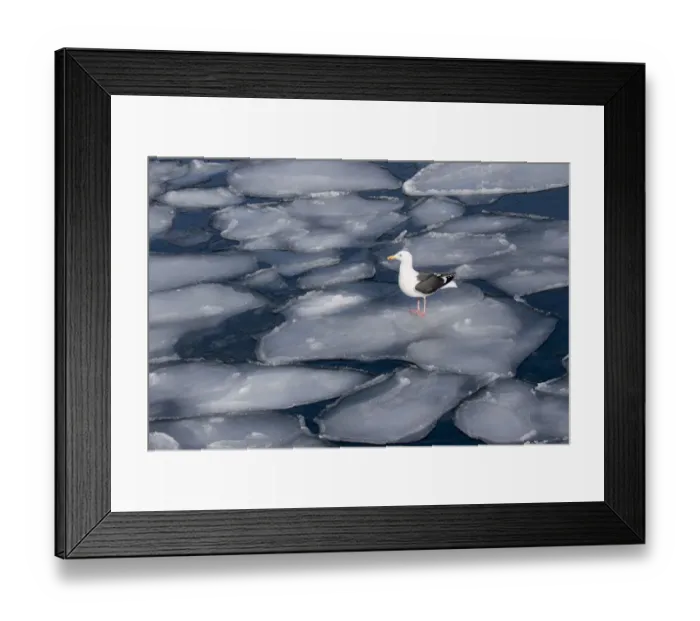 Framed Print : Seagull on Pancake Ice alon g Shiretoko Peninsula winter norther Hokkaido Island, Japan Framed Print : Seagull on Pancake Ice alon g Shiretoko Peninsula winter norther Hokkaido Island, Japan
