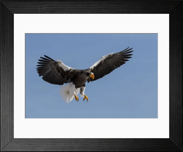Framed Print : Stellers Fish Eagle flying. Wintering on the Shiretoko Peninsula, Hokkaido, Japan Framed Print : Stellers Fish Eagle flying. Wintering on the Shiretoko Peninsula, Hokkaido, Japan