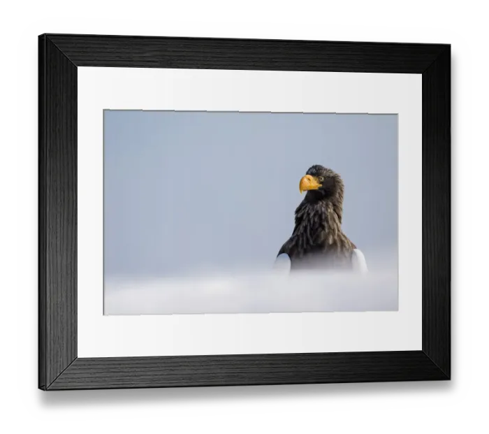 Framed Print : Stellers Fish Eagle wintering on the Shiretoko Peninsula, Hokkaido, Japan