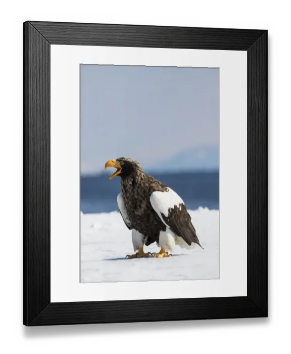 Framed Print : Stellers Fish Eagle wintering on the Shiretoko Peninsula, Hokkaido, Japan