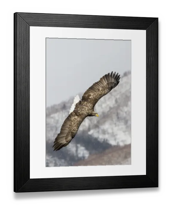 Framed Print : White-tailed Eagle fishing along the waters of Shiretoko Peninsula, Hokkaido, Japan Framed Print : White-tailed Eagle fishing along the waters of Shiretoko Peninsula, Hokkaido, Japan