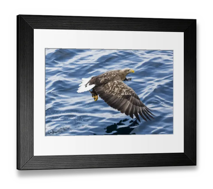 Framed Print : White-tailed Eagle fishing along the waters of Shiretoko Peninsula, Hokkaido, Japan Framed Print : White-tailed Eagle fishing along the waters of Shiretoko Peninsula, Hokkaido, Japan