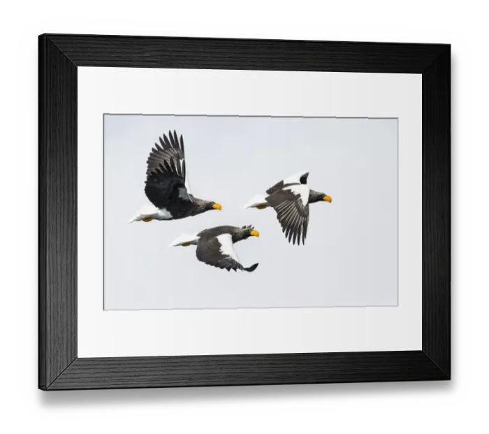 Framed Print : Stellers Fish Eagle flying. Wintering on the Shiretoko Peninsula, Hokkaido, Japan Framed Print : Stellers Fish Eagle flying. Wintering on the Shiretoko Peninsula, Hokkaido, Japan