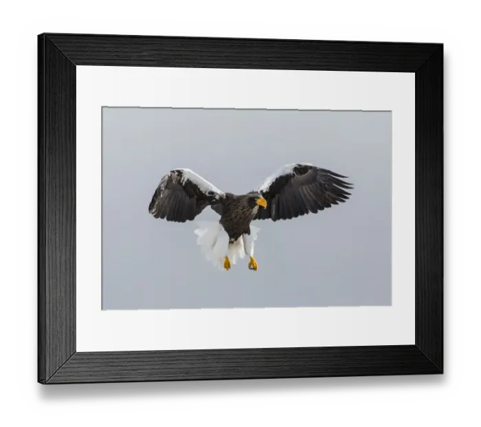 Framed Print : Stellers Fish Eagle flying. Wintering on the Shiretoko Peninsula, Hokkaido, Japan