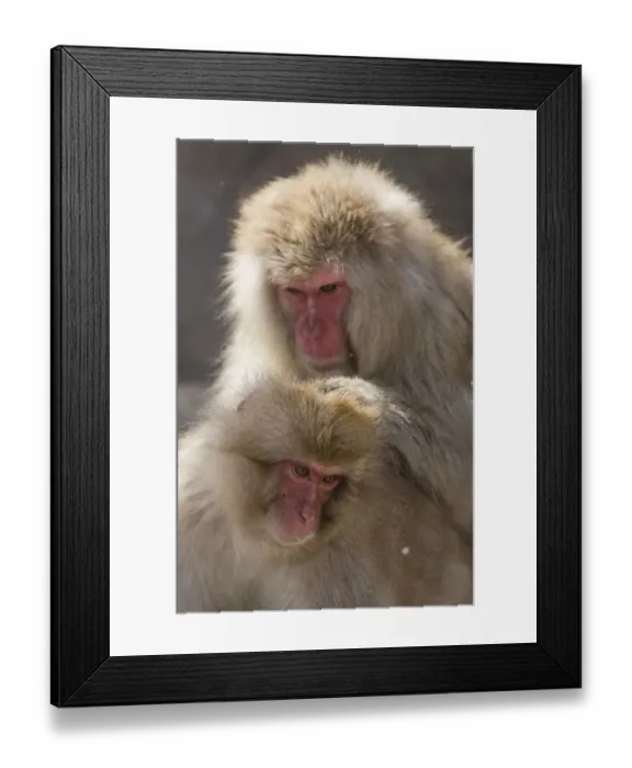 Framed Print : Snow Monkeys, Nagano, Japan