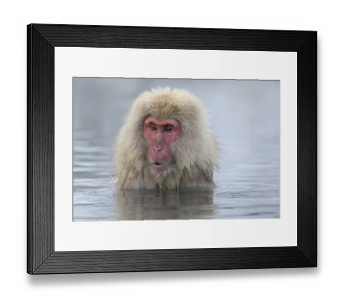 Framed Print : Snow Monkeys, Nagano, Japan Framed Print : Snow Monkeys, Nagano, Japan