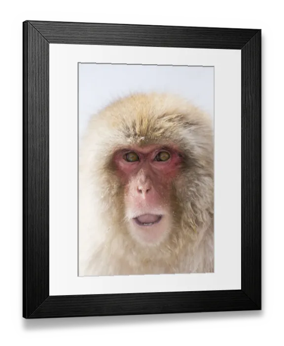 Framed Print : Snow Monkeys, Nagano, Japan Framed Print : Snow Monkeys, Nagano, Japan