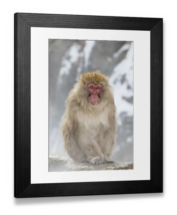 Framed Print : Snow Monkeys, Nagano, Japan