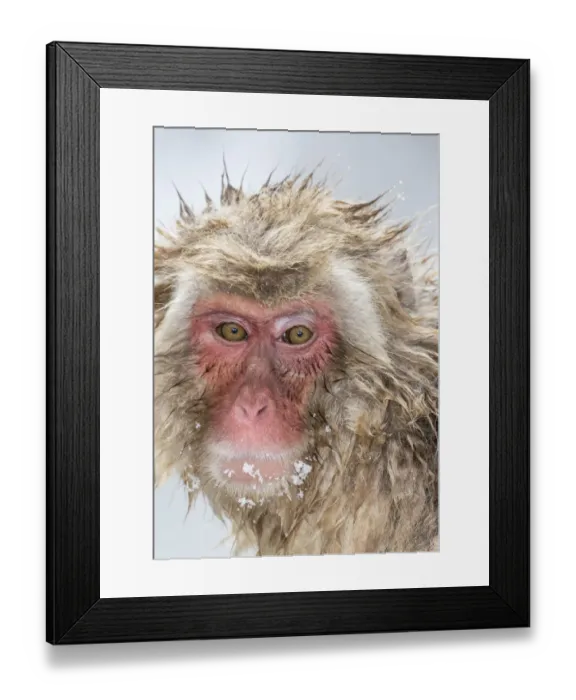 Framed Print : Snow Monkeys, Nagano, Japan