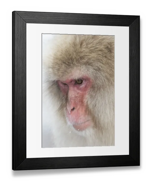 Framed Print : Snow Monkeys, Nagano, Japan Framed Print : Snow Monkeys, Nagano, Japan