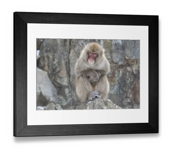Framed Print : Snow Monkeys, Nagano, Japan Framed Print : Snow Monkeys, Nagano, Japan