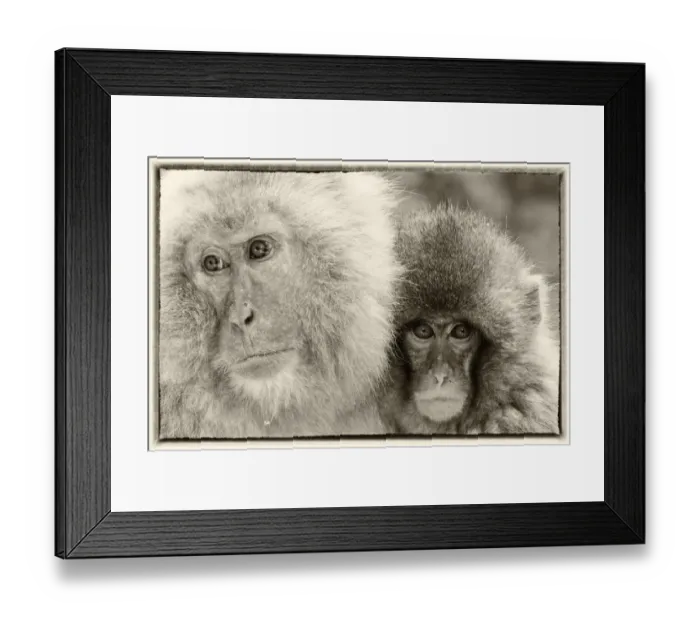 Framed Print : Snow Monkeys, Nagano, Japan