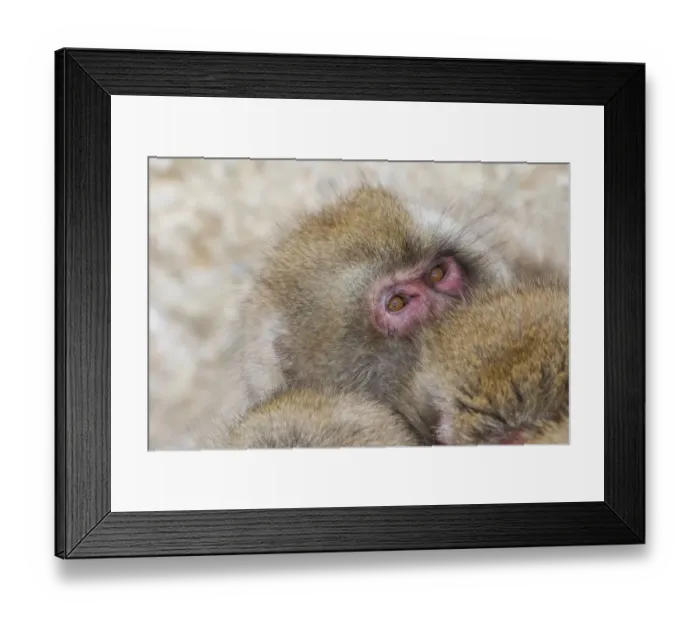 Framed Print : Snow Monkeys, Nagano, Japan Framed Print : Snow Monkeys, Nagano, Japan