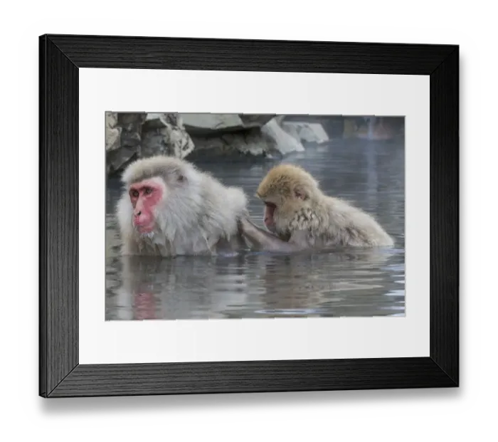 Framed Print : Snow Monkeys, Nagano, Japan Framed Print : Snow Monkeys, Nagano, Japan