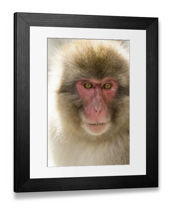 Framed Print : Snow Monkeys, Nagano, Japan
