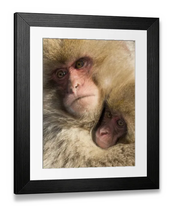 Framed Print : Snow Monkeys, Nagano, Japan Framed Print : Snow Monkeys, Nagano, Japan