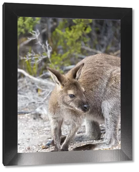 Australia, Tasmania, Freycinet National Park