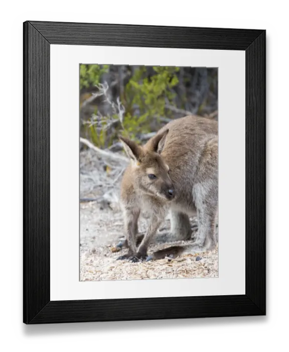 Framed Print : Australia, Tasmania, Freycinet National Park