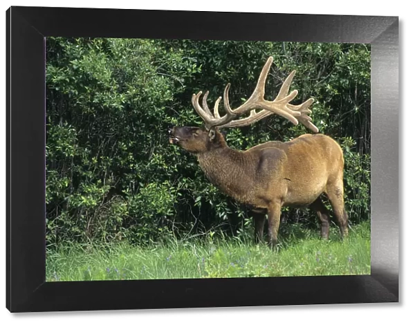 Canada, Alberta, Jasper National Park. Bull elk gnawing on bone