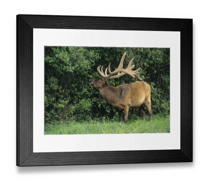 Framed Print : Canada, Alberta, Jasper National Park. Bull elk gnawing on bone Framed Print : Canada, Alberta, Jasper National Park. Bull elk gnawing on bone