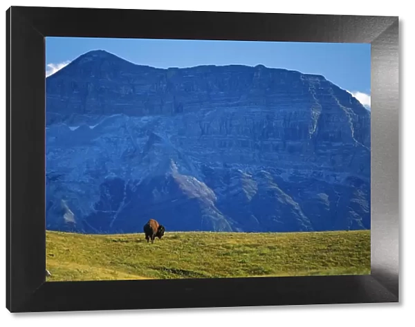 Canada, Alberta, Waterton National Park. Bison and Sofa Mountain