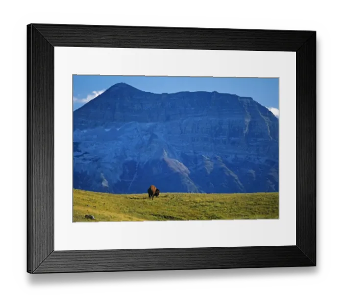 Framed Print : Canada, Alberta, Waterton National Park. Bison and Sofa Mountain Framed Print : Canada, Alberta, Waterton National Park. Bison and Sofa Mountain