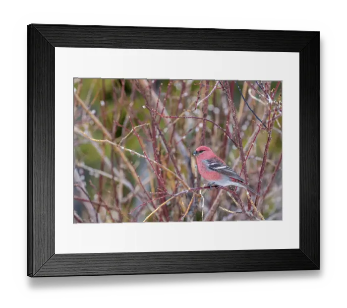Framed Print : Male grosbeak near Nordegg, Alberta, Canada Framed Print : Male grosbeak near Nordegg, Alberta, Canada
