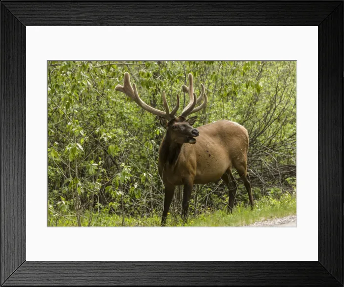 Framed Print : Banff, Alberta, Canada. Male American elk alongside the road Framed Print : Banff, Alberta, Canada. Male American elk alongside the road