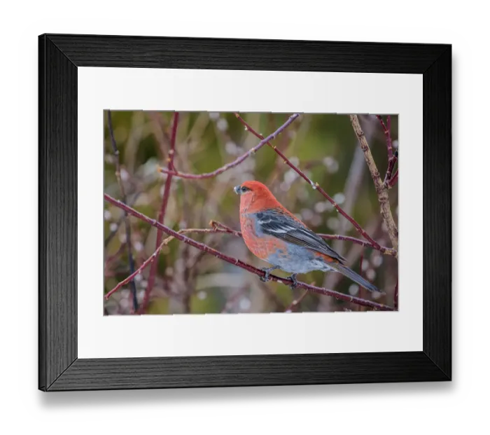 Framed Print : Male grosbeak near Nordegg, Alberta, Canada