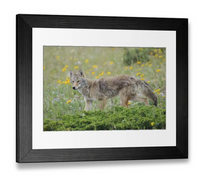Framed Print : Coyote late spring Framed Print : Coyote late spring