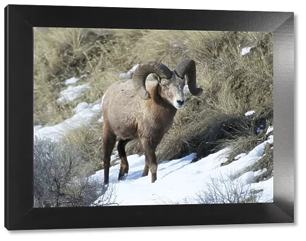 Rocky Mountain Bighorn Sheep ram