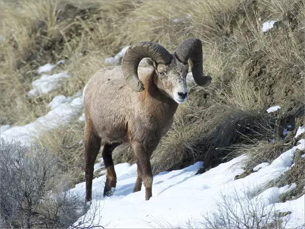 Rocky Mountain Bighorn Sheep ram