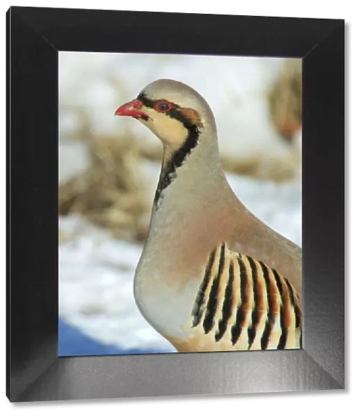 A native of southern Eurasia, the Chukar was introduced to North America as a game bird