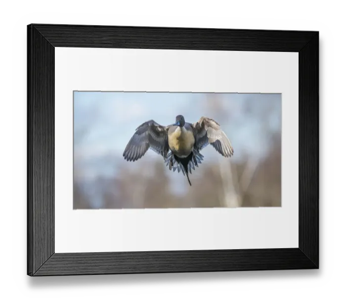 Framed Print : The Pintail duck (Anas acute) has a wide geographic distribution across northern latitudes