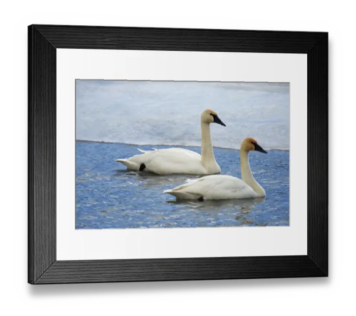 Framed Print : Trumpeter swan on river in winter. Formerly endangered, this heaviest bird in North