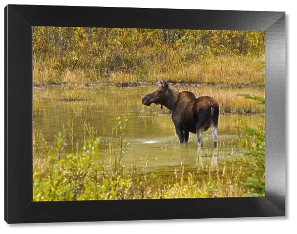 Canada, Alberta, Kananaskis Country. Female moose in pond