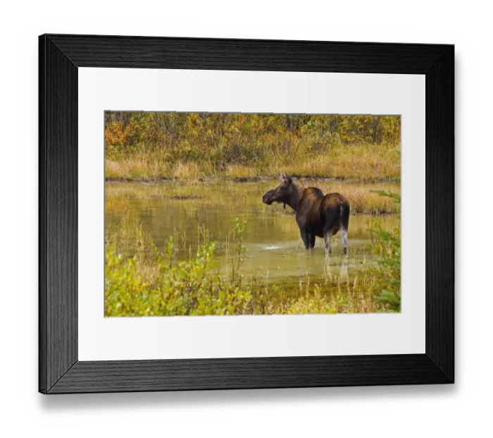 Framed Print : Canada, Alberta, Kananaskis Country. Female moose in pond Framed Print : Canada, Alberta, Kananaskis Country. Female moose in pond