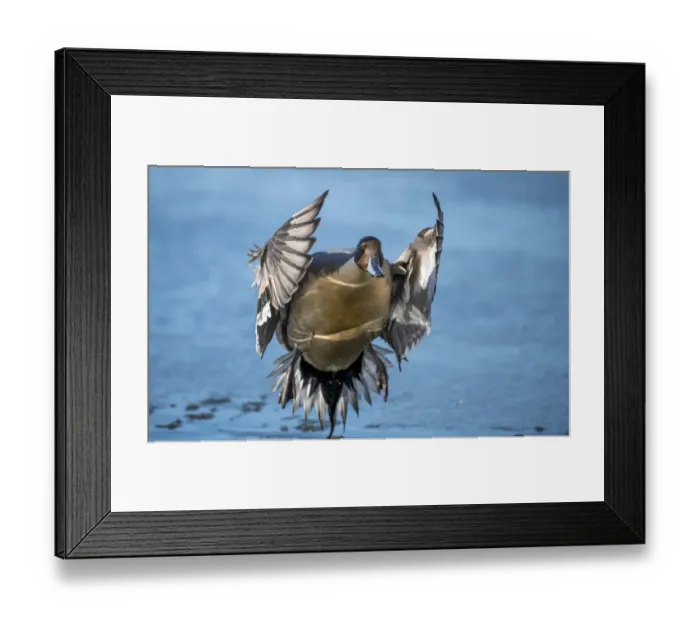 Framed Print : Pintail duck (Anas acute) has a wide geographic distribution across northern latitudes Framed Print : Pintail duck (Anas acute) has a wide geographic distribution across northern latitudes