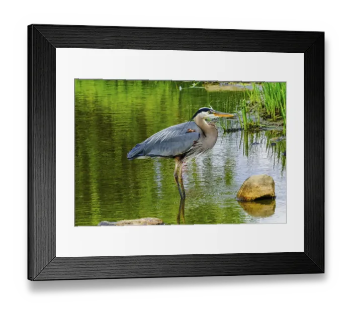 Framed Print : Great blue heron (Ardea herodias), Vanier Park, Vancouver, British Columbia, Canada Framed Print : Great blue heron (Ardea herodias), Vanier Park, Vancouver, British Columbia, Canada