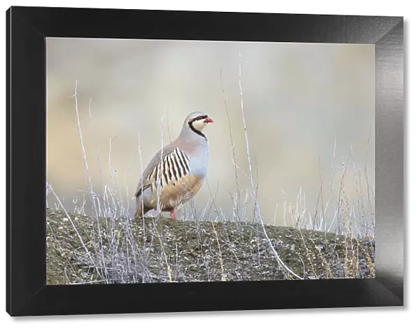 Native of southern Eurasia, the Chukar Partridge was introduced to North America as a game bird