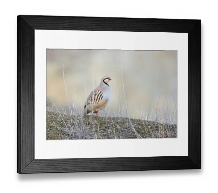 Framed Print : Native of southern Eurasia, the Chukar Partridge was introduced to North America as a game bird