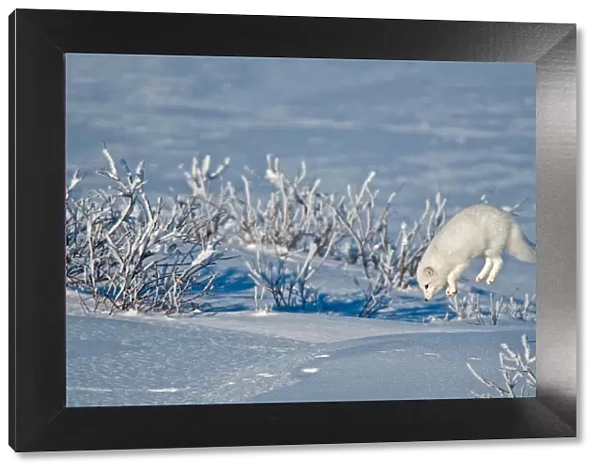 Canada, Manitoba, Churchill. Arctic fox leaping after prey under snow. Credit as