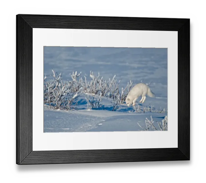 Framed Print : Canada, Manitoba, Churchill. Arctic fox leaping after prey under snow. Credit as Framed Print : Canada, Manitoba, Churchill. Arctic fox leaping after prey under snow. Credit as