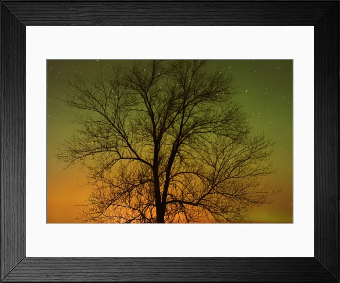 Framed Print : Canada, Manitoba, Birds Hill Provincial Park. Aurora borealis and cottonwood tree Framed Print : Canada, Manitoba, Birds Hill Provincial Park. Aurora borealis and cottonwood tree