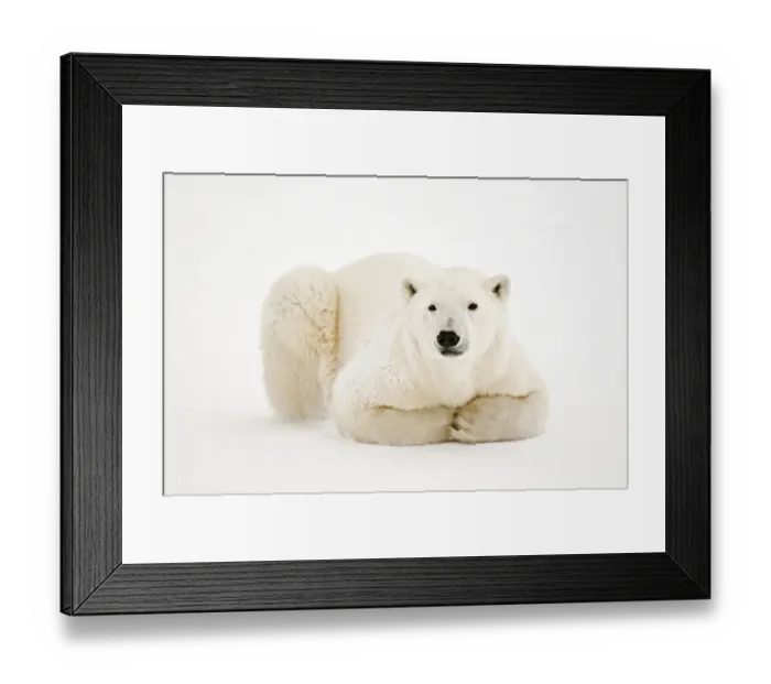 Framed Print : Canada, Manitoba, Churchill. Polar Bear on Hudson Bay ice Framed Print : Canada, Manitoba, Churchill. Polar Bear on Hudson Bay ice